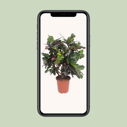 Kamerplant - Codiaeum Magnificent (Croton) - Pot Ø 27cm Hoogte ↕ 110cm