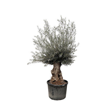 XL plant - Olea Europaea Bonsai - Pot Ø 80cm Hoogte ↕ 270cm