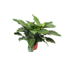 Kamerplant - Philodendron Imperial Green - Pot Ø 34cm Hoogte ↕ 90cm