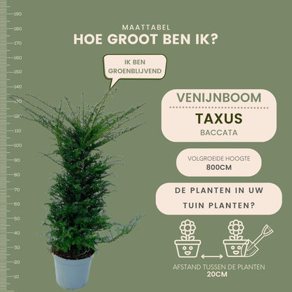 Buitenplant - Taxus Haagpakket 10 strekkende meter - Pot 12L Hoogte ↕ 100-125cm