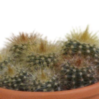 Kamerplant 5x Cactus mix - in terracotta pot - Pot Ø 5.5cm