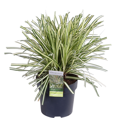 Buitenplant 3x Carex hachijoensis 'Evergold' - Pot Ø 14cm Hoogte ↕ 30cm