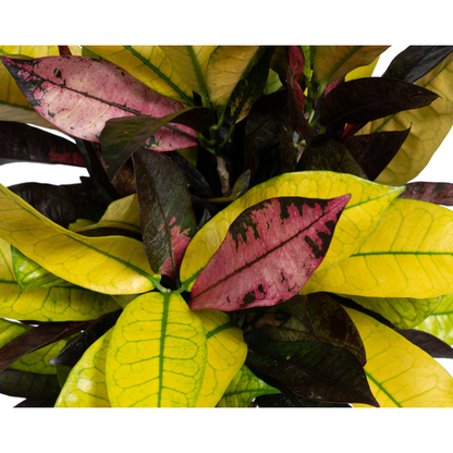 Kamerplant - Codiaeum 'Croton' Iceton - Pot Ø 17cm Hoogte ↕ 40-60cm