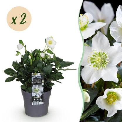 Buitenplant 2x Helleborus Christmas Carol - Bloeiend - Pot Ø 14cm Hoogte ↕ 30cm