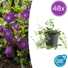 Buitenplant 48x Vinca minor 'Atropurpurea' - Bloeiend - Pot Ø 9cm Hoogte ↕ 10-25cm