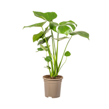 Kamerplant - Monstera Deliciosa Tauerii - Pot Ø 17cm Hoogte ↕ 50-70cm