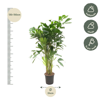 XL kamerplant - Caryota Mitis - Pot Ø 24cm Hoogte ↕ 150cm