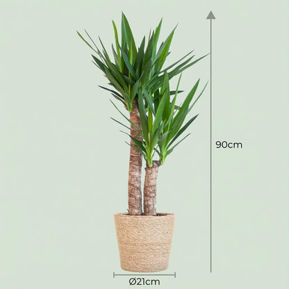 Kamerplant - Yucca Elephantipes - Inclusief zeegras mand - Pot Ø 21cm Hoogte ↕ 90cm