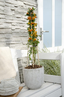 Buitenplant 3x Pyracantha 'Orange Glow' - Pot Ø 15cm Hoogte ↕ 65cm