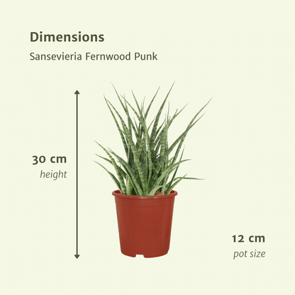 Kamerplant 2x Sansevieria Fernwood Punk - Pot Ø 12cm Hoogte ↕ 30cm