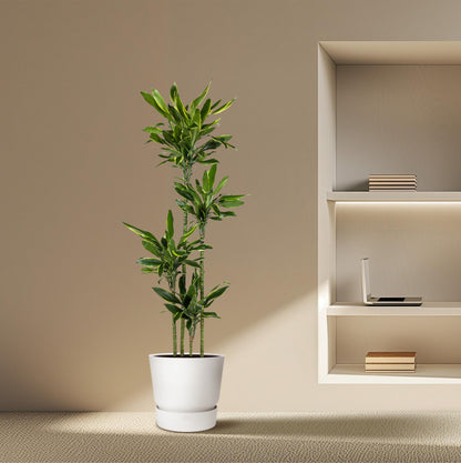 XL Kamerplant - Dracaena Golden Coast - Pot Ø 27cm Hoogte ↕ 170cm