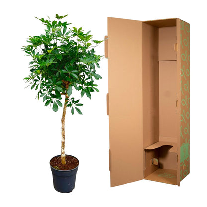 XL Kamerplant - Schefflera op stam - Pot Ø 30cm Hoogte ↕ 170cm