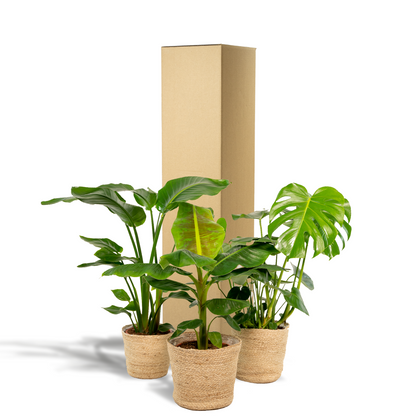 Kamerplanten set - Monstera Deliciosa + Alocasia Zebrina + Strelitzia Nicolai - Inclusief siermand