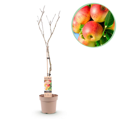 Buitenplant - Malus domestica Jonagold - Fruitboom - Pot Ø 21cm Hoogte ↕ 90cm