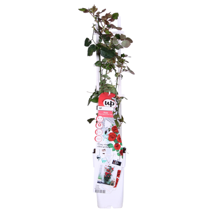 Buitenplant 3x Rosa Crazy in Love 'Red' - Bloeiend - Pot Ø 15cm Hoogte ↕ 65cm