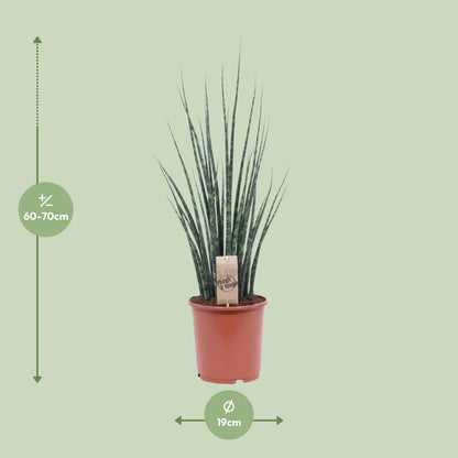 Kamerplant - Sansevieria Fernwood Mikado - Pot Ø 19cm Hoogte ↕ 80cm