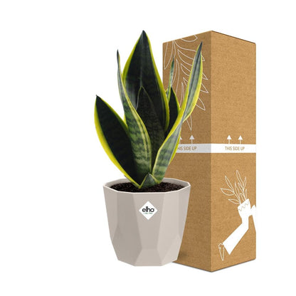 Kamerplant - Sansevieria Futura Superba - Pot Ø 14cm