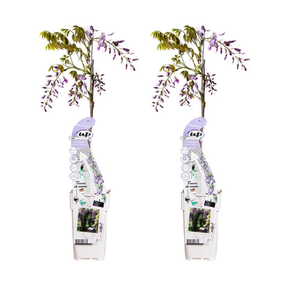 Buitenplant 2x Wisteria sinensis 'Caroline' - Bloeiend - Pot Ø 15cm Hoogte ↕ 65cm