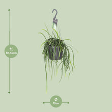 Kamerplant - Lepisium Bolivianum - Hangplant - Pot Ø 17cm Hoogte ↕ 40cm