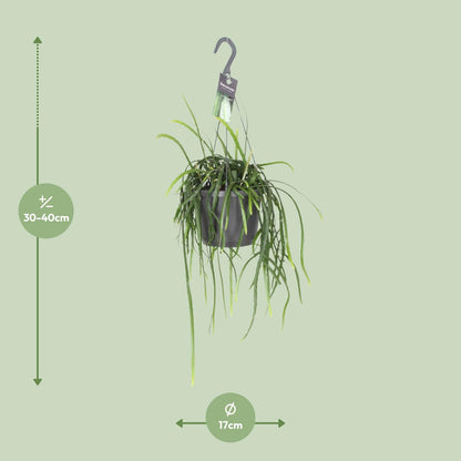 Kamerplant - Lepisium Bolivianum - Hangplant - Pot Ø 17cm Hoogte ↕ 40cm