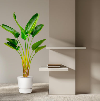 XL kamerplant - Strelitzia Augusta - Pot Ø 21-24cm Hoogte ↕ 160cm
