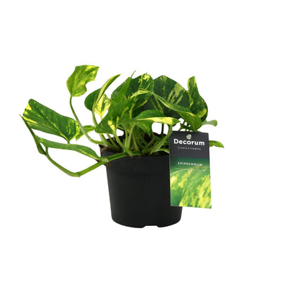 Kamerplant - Scindapsus (Epipremnum) N'joy Gold - Pot Ø 12cm Hoogte ↕ 25cm
