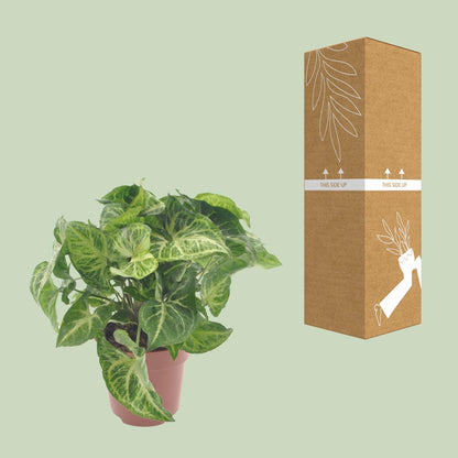 Kamerplant - Syngonium Arrow - Pot Ø 12cm Hoogte ↕ 25cm