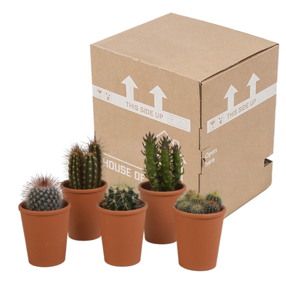 Kamerplant 5x Cactus mix - in terracotta pot - Pot Ø 5.5cm