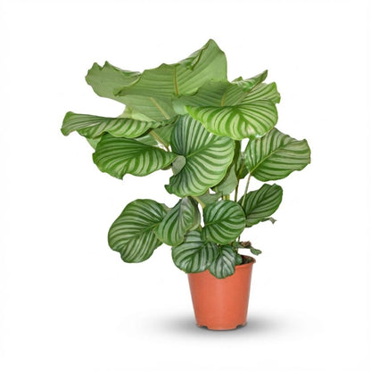 Kamerplant - Calathea Orbifolia - Pot Ø 19cm Hoogte ↕ 60cm