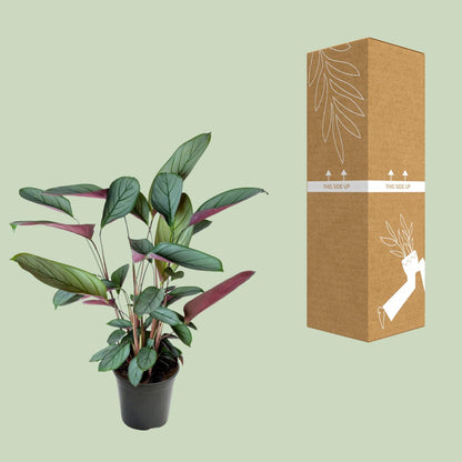 Kamerplant - Ctenanthe Setosa - Pot Ø 17cm Hoogte ↕ 60cm