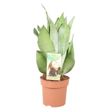Kamerplant - Sansevieria Moonshine - Pot Ø 14cm Hoogte ↕ 40cm