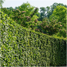 Buitenplant 6x Carpinus betulus - Winterhard - Pot Ø cm Hoogte ↕ cm