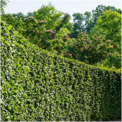 Buitenplant 6x Carpinus betulus - Winterhard - Pot Ø cm Hoogte ↕ cm