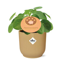 Kamerplant - Pilea Peperomioides - Pot Ø 14cm