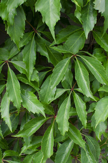 Buitenplant 4x Parthenocissus q. var. 'Engelmannii' - Pot Ø 15cm Hoogte ↕ 65cm
