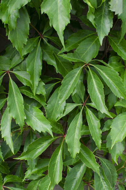 Buitenplant 4x Parthenocissus q. var. 'Engelmannii' - Pot Ø 15cm Hoogte ↕ 65cm