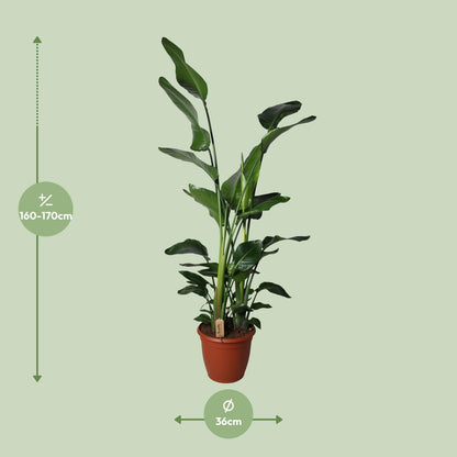 XL Kamerplant - Strelitzia Nicolai - Pot Ø 36cm Hoogte ↕ 170cm