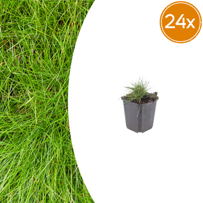 Buitenplant 24x Festuca gautieri - Pot Ø 9cm Hoogte ↕ 10-25cm