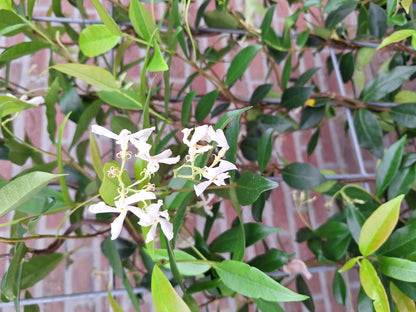 Buitenplant - Trachelospermum jasminoides - Toscaanse Jasmijn Kant-en-Klaar Haag - 120 x 180cm