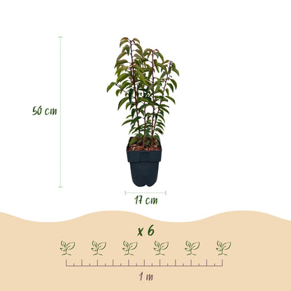 Buitenplant 6x Prunus lusitanica Angustifolia - Groenblijvend - Pot Ø 17cm Hoogte ↕ 50cm