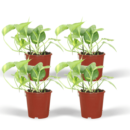 Kamerplant 4x Epipremnum Aureum (Scindapsus) - Pot Ø 12cm Hoogte ↕ 20cm