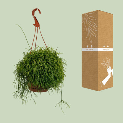 Kamerplant - Rhipsalis Cassutha - Hangplant - Pot Ø 17cm Hoogte ↕ 45cm