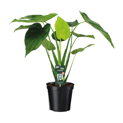 Kamerplant - Alocasia Cucullata - Olifantsoor - Pot Ø 19cm Hoogte ↕ 55cm