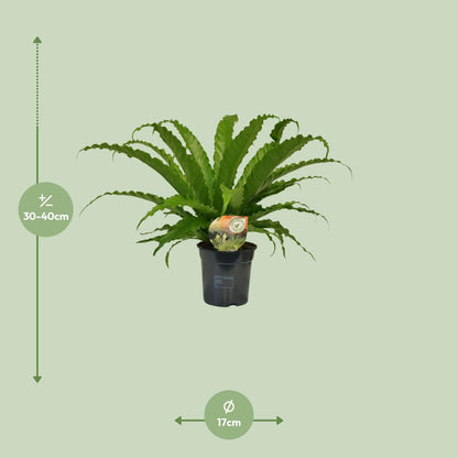 Kamerplant - Asplenium Osaka - Pot Ø 17cm Hoogte ↕ 40cm