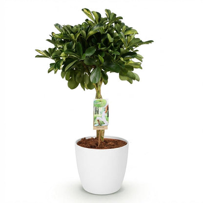 Kamerplant - Schefflera Gold Capelle - Vingerboom - Pot Ø 21cm Hoogte ↕ 70-80cm