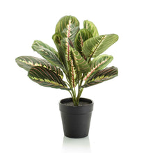 Kunstplant - Maranta Groen - In zwarte pot - 30cm