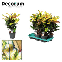 Kamerplant - Croton Wilma - Pot Ø 17cm Hoogte ↕ 60cm