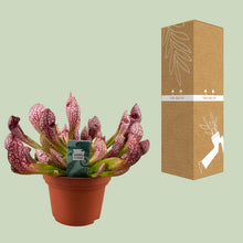 Buitenplant - Sarracenia Scarlet Belle - Bloeiend - Pot Ø 12cm Hoogte ↕ 20cm