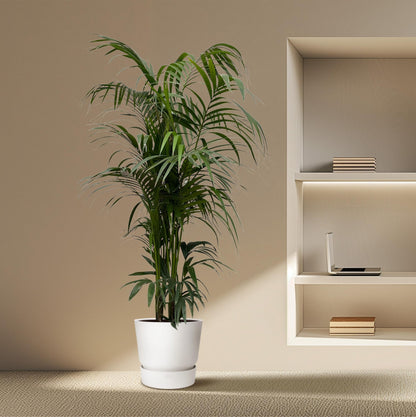 XL kamerplant - Kentia Palm - Pot Ø 38cm Hoogte ↕ 220cm