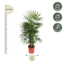 Kamerplant - Rhapis Excelsa - Pot Ø 34cm Hoogte ↕ 190cm